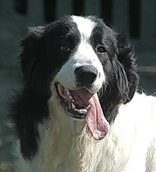 ZAHIRA