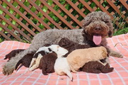 maluchy BIANCA & AsTor