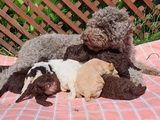 maluchy BIANCA & AsTor