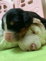 maluchy BIANCA & AsTor