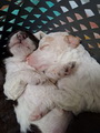 maluchy BIANCA & AsTor