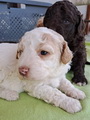 maluchy BIANCA & AsTor