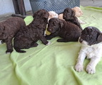 maluchy BIANCA & AsTor