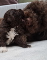 maluchy BIANCA & AsTor