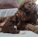 maluchy BIANCA & AsTor