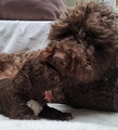 maluchy BIANCA & AsTor