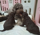 maluchy BIANCA & AsTor