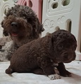 maluchy BIANCA & AsTor