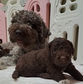 maluchy BIANCA & AsTor
