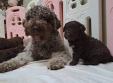 maluchy BIANCA & AsTor