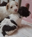 maluchy BIANCA & AsTor