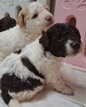 maluchy BIANCA & AsTor