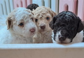maluchy BIANCA & AsTor
