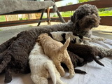 maluchy BIANCA & AsTor