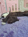 maluchy BIANCA & AsTor