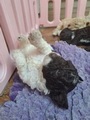 maluchy BIANCA & AsTor