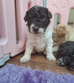 maluchy BIANCA & AsTor