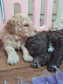 maluchy BIANCA & AsTor