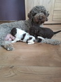 maluchy BIANCA & AsTor