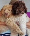 maluchy BIANCA & AsTor