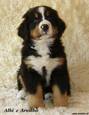 Albi