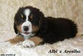Albi