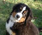 Albi