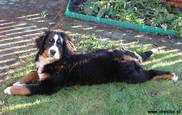 Albi