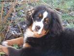 Albi
