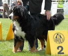 ALBI - Opole 2008