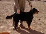 Albi