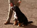 Albi