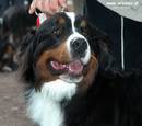 Albi
