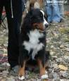Albi