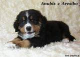 Anubis