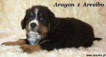 Aragon