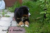 Arczi