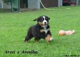 Arczi