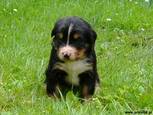 Baily