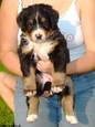 Baily