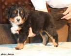 Baily