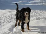 Baily