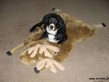 Baily