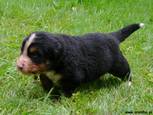 Bilbo