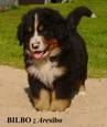 Bilbo