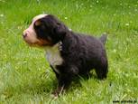 Bosco