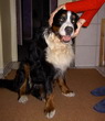 Bosco