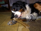 Bosco