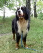 Bosco