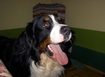 Bosco
